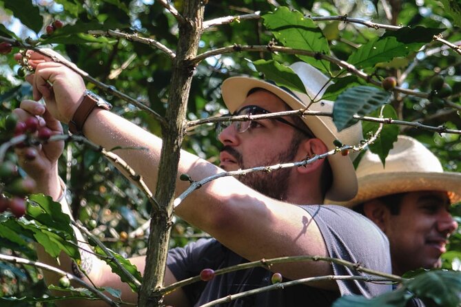 Coffee Museum and Coffee Tour el Cafe-tal apan - Practical Details and Logistics