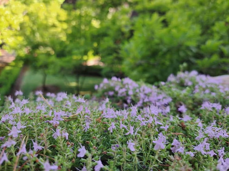 Coimbra Botanical Garden Tour: Storytelling Through Nature - The Guide’s Storytelling and Expertise