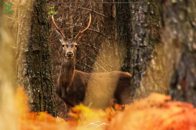 Coimbra: Lousã Mountain 4x4 Tour with Deer Watching - Starting Point and How to Find It
