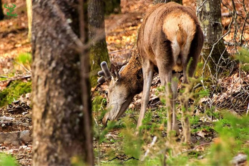 Coimbra: Lousã Mountain 4x4 Tour with Deer Watching - Visiting a Traditional Schist Village
