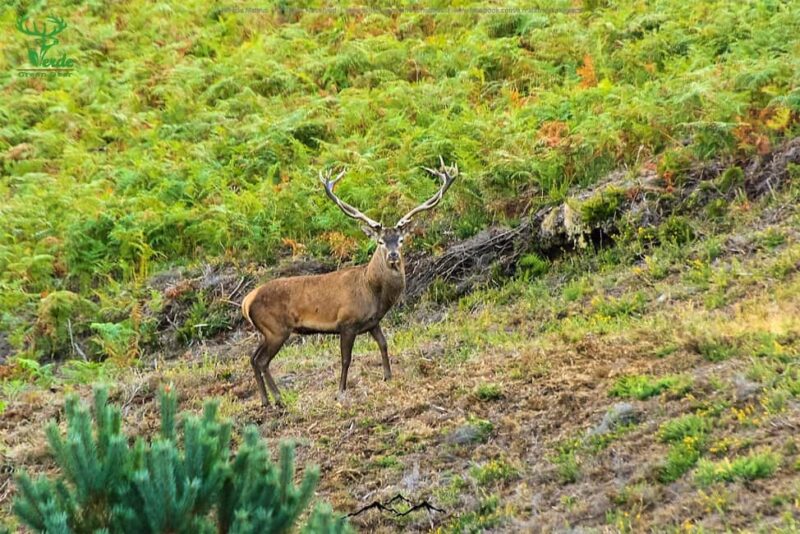 Coimbra: Lousã Mountain 4x4 Tour with Deer Watching - Off-road Drives and Scenic Routes