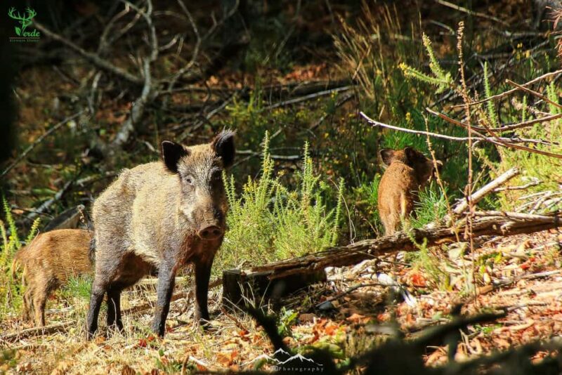 Coimbra: Lousã Mountain 4x4 Tour with Deer Watching - Food, Drinks, and Rest Stops