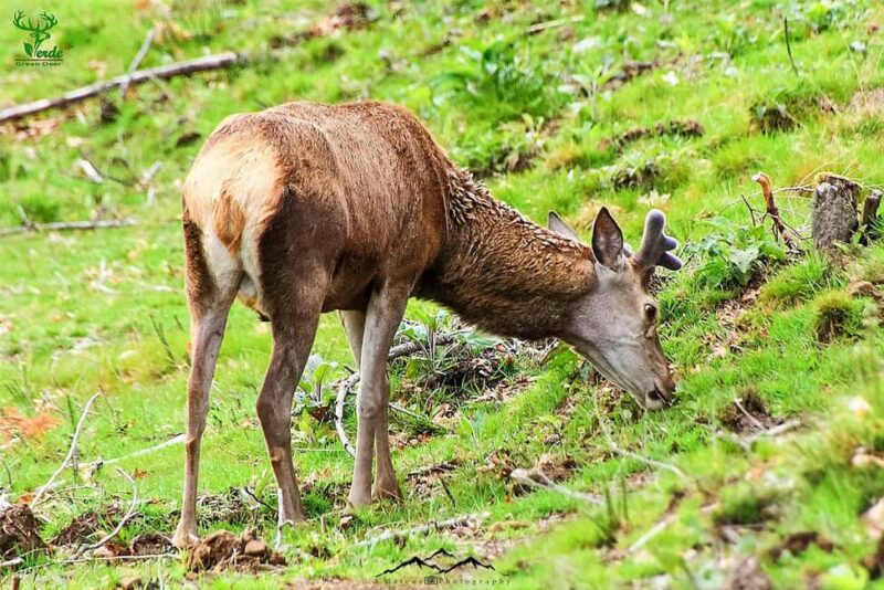 Coimbra: Lousã Mountain 4x4 Tour with Deer Watching - Flexibility and Tour Length Options