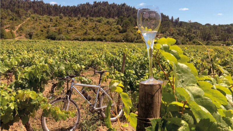 Coimbra: Prior Lucas Wine Experience - Inside the Cellars: From Stemmers to Stainless Steel Tanks