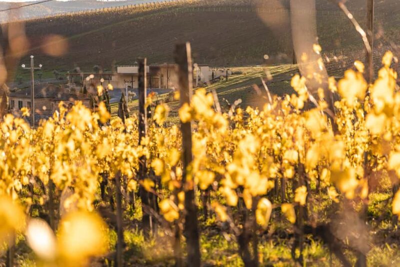 Col di Lamo Organic Boutique Classic Tour - The Wines You Will Sample