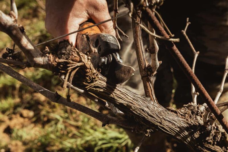 Col di Lamo Organic Boutique Vertical Experience - The Vertical Tasting of Brunello Vintages