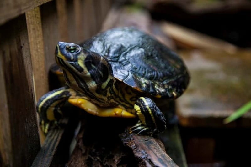 Collodi: Pinocchio Park & Villa Garzoni Grounds Entry Ticket - Explore the Magic of Collodi with a Single Entry Ticket