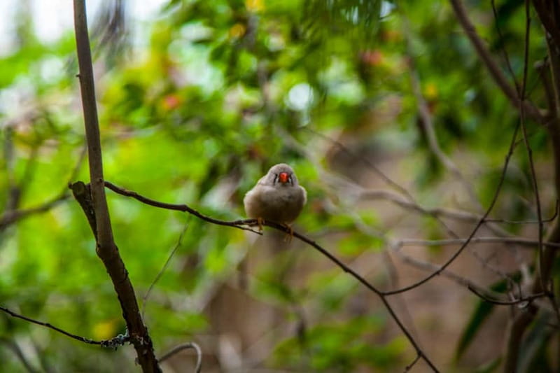 Collodi: Pinocchio Park & Villa Garzoni Grounds Entry Ticket - Practical Tips for Visiting Pinocchio Park and Villa Garzoni