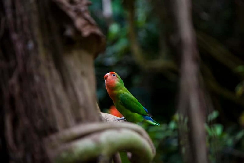 Collodi: Pinocchio Park & Villa Garzoni Grounds Entry Ticket - Logistics and Booking Flexibility