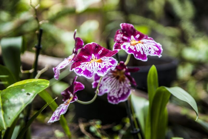 Collodi: Pinocchio Park & Villa Garzoni Grounds Entry Ticket - Final Thoughts on the Collodi Experience