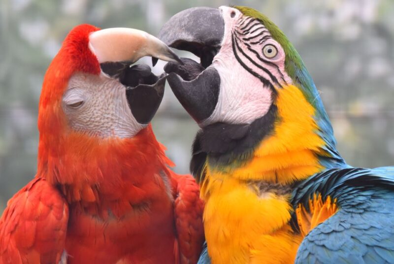 Cologne: Cologne Zoo and Aquarium Entry Ticket - Cologne Zoo and Aquarium: An Overview of One of Europes Largest Animal Parks