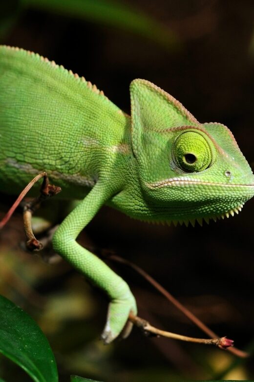 Cologne: Cologne Zoo and Aquarium Entry Ticket - Exploring the Spacious Grounds and Animal Enclosures