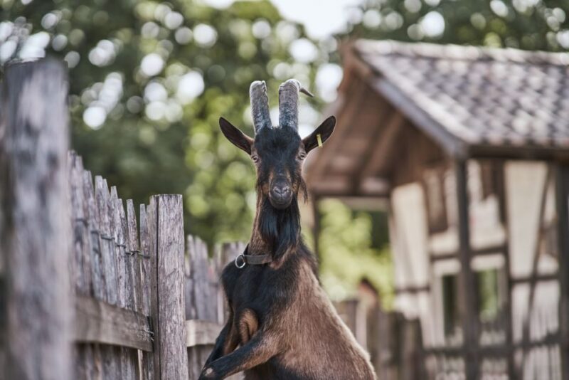Cologne: Cologne Zoo and Aquarium Entry Ticket - Encountering the Big Cats and Other Exotic Species