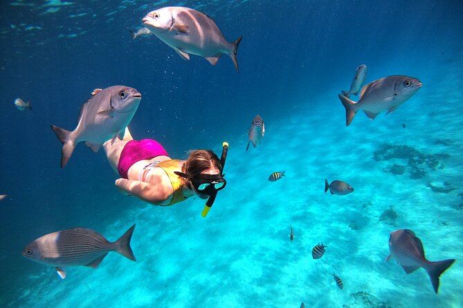 Colombia, Palancar & Cielo Cozumel Snorkel Tour - Practical Details: Meeting Point and Booking