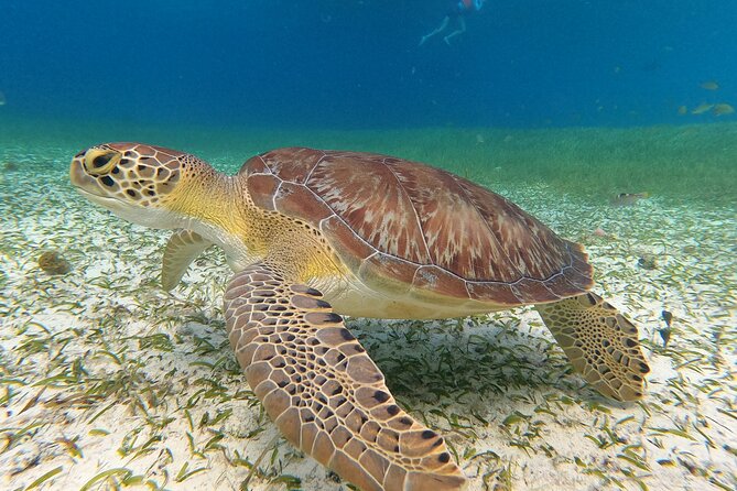 Colombia, Palancar & Cielo Cozumel Snorkel Tour - Weather and Safety Considerations