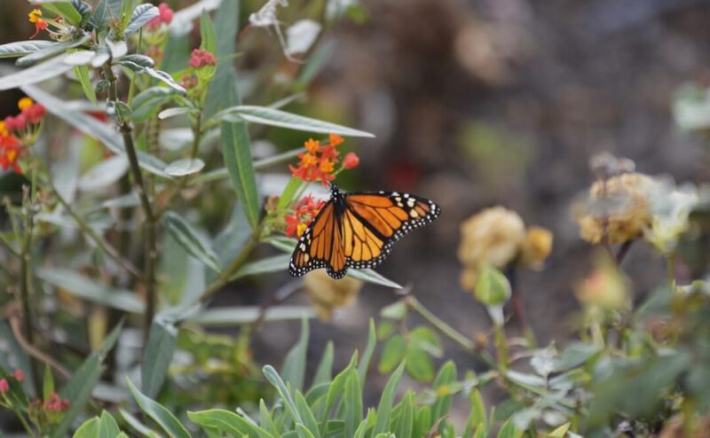 Colon Skies - Walking Through the Ancient Laurel Forest