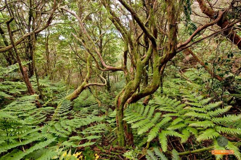 Colon Skies - Frequently Asked Questions