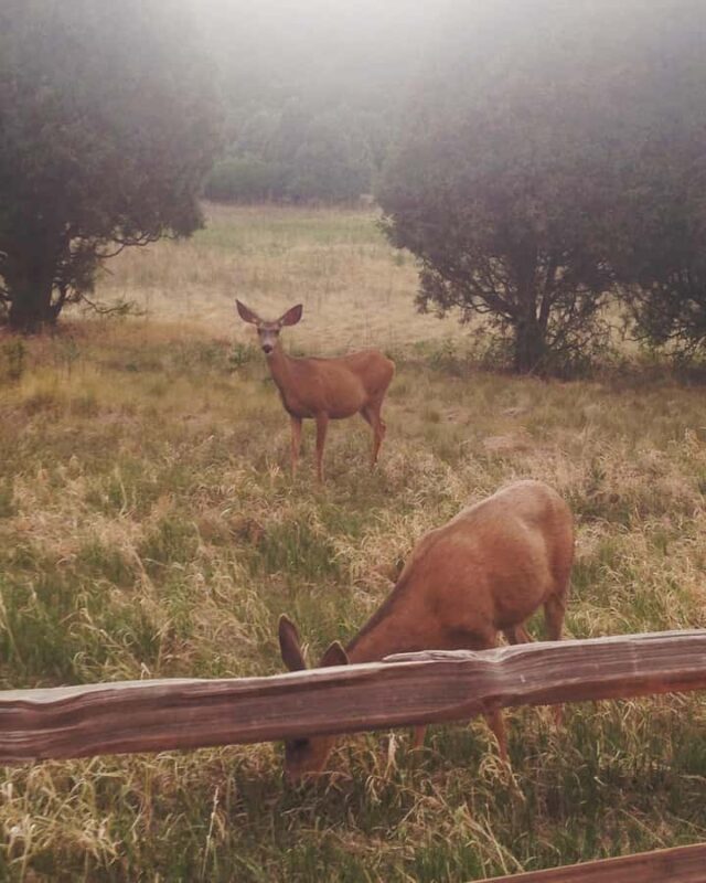 Colorado Springs: Garden of the Gods & Historic Town Tour - What to Expect During the 2-Hour Jeep Tour