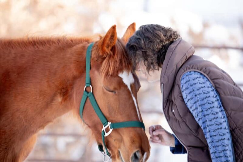 Colorado Springs: Mindfulness with Rescue Mustangs - Key Points