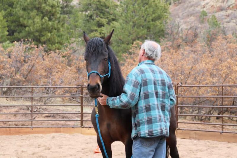 Colorado Springs: Mindfulness with Rescue Mustangs - The Unique Interaction with Rescue Mustangs