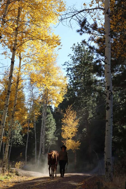 Colorado Springs: Mindfulness with Rescue Mustangs - The Role of Mustang Wisdom in Facilitating Calm