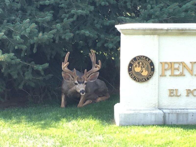 Colorado Springs: Nature and Art/Broadmoor Combo Segway Tour - Visiting the Historic and Artistic Sights of Colorado Springs