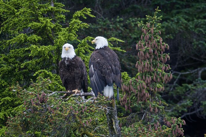 Columbia Glacier Cruise from Valdez - Final Thoughts on the Columbia Glacier and Wildlife Tour
