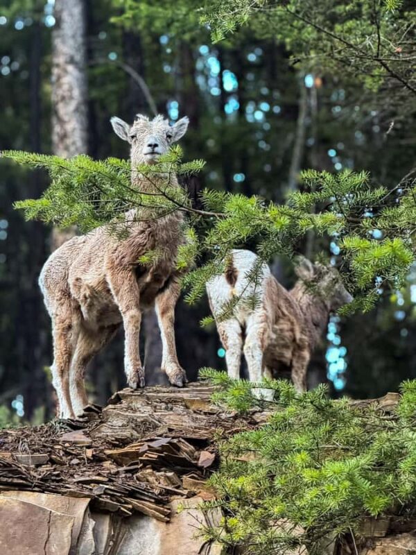 Columbia Icefield, Skywalk, Crowfoot Glacier, and Lakes Tour - Waterfowl Lakes Tranquil Beauty