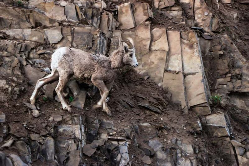 Columbia Icefield, Skywalk, Crowfoot Glacier, and Lakes Tour - Practical Tips for the Stops