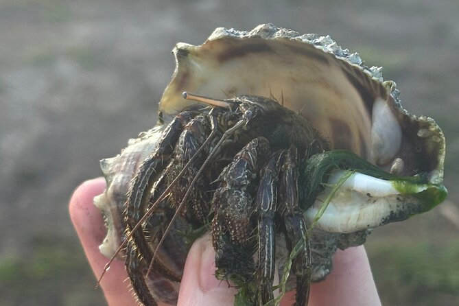 Comb Jelly Bioluminescence Clear Kayak Glow Tour - The Sunset and Island Exploration Experience
