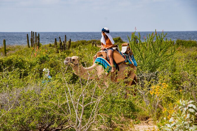 Combo ATV and Camel Ride in the Cape Desert and Buffet - Key Points