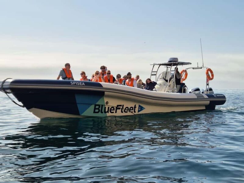 Combo: Benagil & Dolphins Boat Tour w/ Marine Biologists - The Experience from the Crew: Focus on Safety and Education