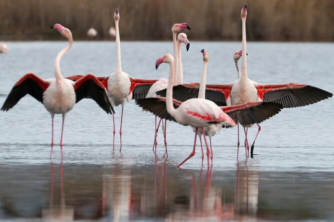 Combo: Cagliari Old Town and the Oasis of Flamingos - Visiting the Natural Park of Molentargius: Home to Pink Flamingos