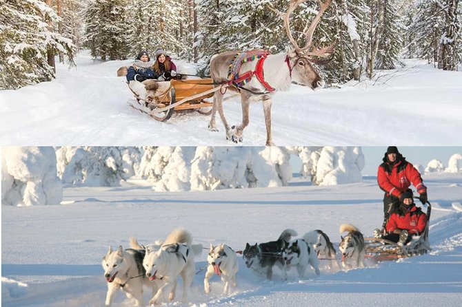 COMBO Private tour HUSKY and REINDEER Park by VIP car with guide - Discover the Best of Rovaniemi’s Reindeer and Husky Parks in One Private Tour
