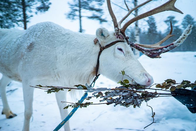 COMBO Private tour HUSKY and REINDEER Park by VIP car with guide - Visiting the Husky Park at Santa’s Village