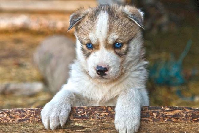 COMBO Private tour HUSKY and REINDEER Park by VIP car with guide - Who Will Love This Tour in Rovaniemi?