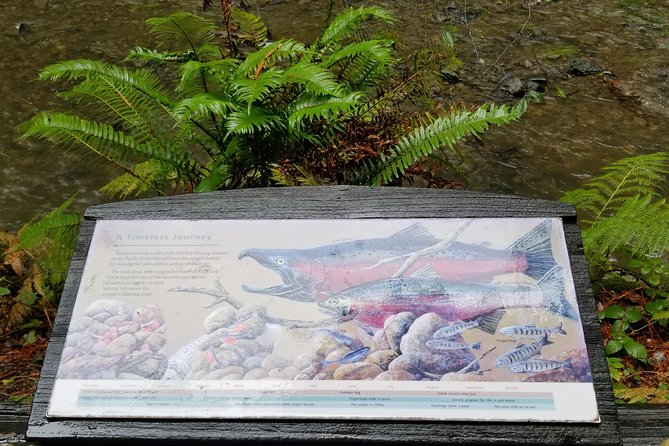 Combo Tour: Muir Woods, Sausalito and Sonoma Wine Country Tour - Discovering Muir Woods and Its Coastal Redwoods