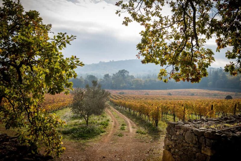 Commanderie de Peyrassol: Guided tour of the wine cellars - Key Points