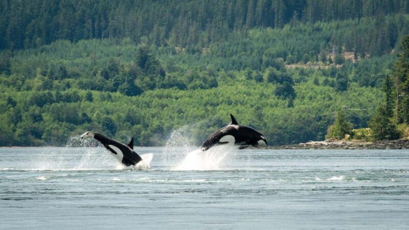 Comox: 4 Hour Whale and Wildlife Watching Tour - Key Points