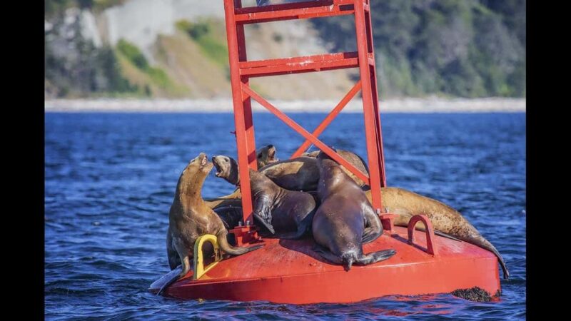 Comox: 4 Hour Whale and Wildlife Watching Tour - Exploring the Salish Sea and Desolation Sound