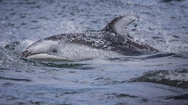 Comox: 4 Hour Whale and Wildlife Watching Tour - Marine Mammal Sightings: What You May See
