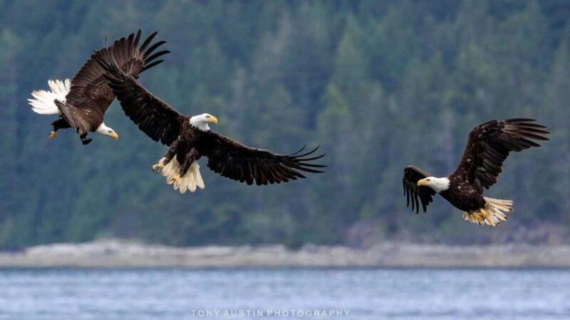 Comox: 4 Hour Whale and Wildlife Watching Tour - The Role of the Expert Guide
