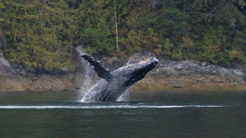 Comox: 4 Hour Whale and Wildlife Watching Tour - Practical Tips for a Successful Trip