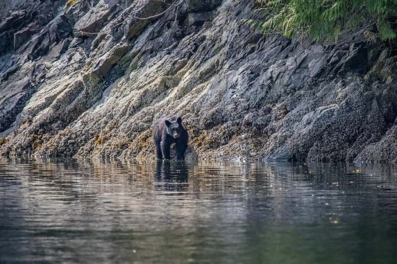 Comox: 4 Hour Whale and Wildlife Watching Tour - Who Will Love This Tour?