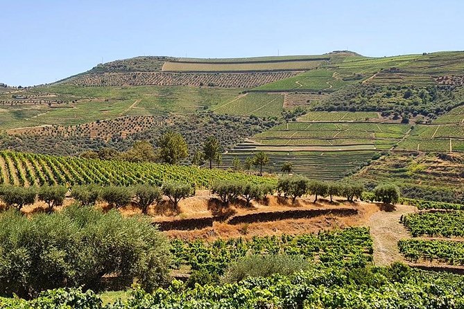 Complete Douro Valley Wine Tour with Lunch, Wine Tastings and River Cruise - Considerations and limitations