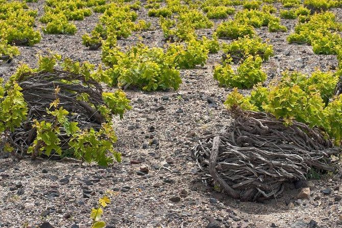 Complete Santorini Wine Experience - Value for Money and Customer Satisfaction