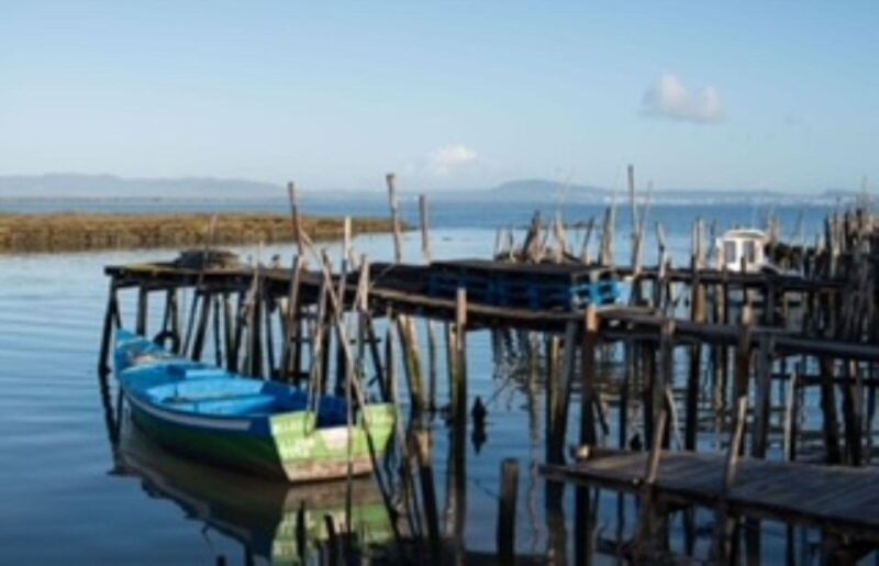 Comporta to Arrábida Coast and Troia - Wildlife Watching: Dolphins and Marine Life