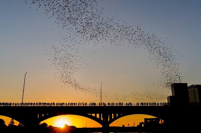 Congress Bridge Kayaking Bat Tour - What the Tour Includes and What to Consider