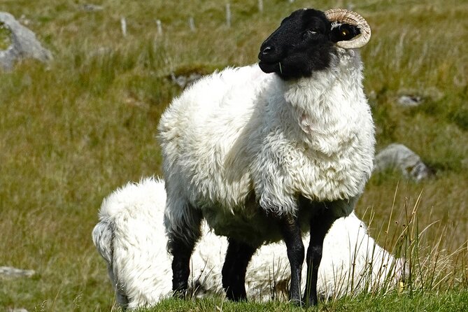 Connemara Day Trip Including Leenane Village and Kylemore Abbey from Galway - The Marvel of Killary Fjord