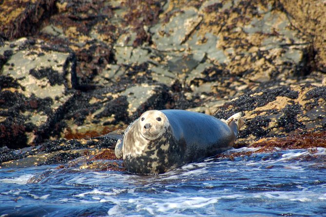 Connemara & Inishturk Island wildlife watching cruise. Private guided Full-day - Wildlife Watching: Dolphins, Seals, and Sea Birds